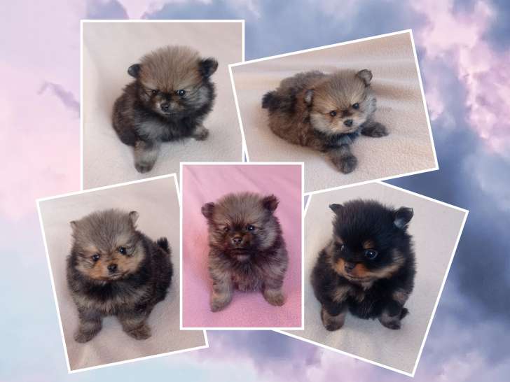 Chiots Spitz LOF à vendre