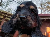 5 chiots Cockers Anglais noir et feu LOF disponibles à la vente