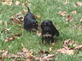 5 chiots Cockers Anglais noir et feu LOF disponibles à la vente