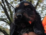 5 chiots Cockers Anglais noir et feu LOF disponibles à la vente