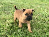 6 chiots Staffies LOF à vendre