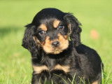 Des chiots Cockers Anglais LOF noir et feu disponibles à l'achat