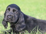 Des chiots Cockers Anglais LOF noir et feu disponibles à l'achat