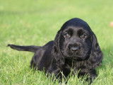 Des chiots Cockers Anglais LOF noir et feu disponibles à l'achat