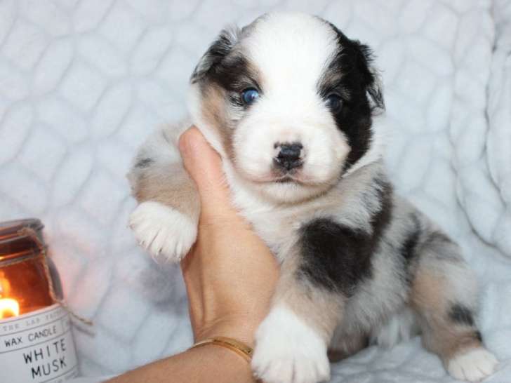 5 chiots Bergers Américains Miniatures à réserver (LOF)