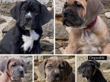 Disponibles à la vente : 5 chiots Cane Corso LOF