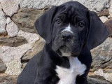 Disponibles à la vente : 5 chiots Cane Corso LOF