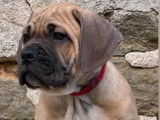 Disponibles à la vente : 5 chiots Cane Corso LOF