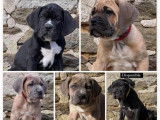 Disponibles à la vente : 5 chiots Cane Corso LOF