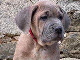 Disponibles à la vente : 5 chiots Cane Corso LOF