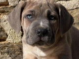 Disponibles à la vente : 5 chiots Cane Corso LOF