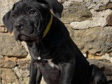 Disponibles à la vente : 5 chiots Cane Corso LOF