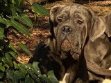Disponibles à la vente : 5 chiots Cane Corso LOF