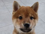 Disponibles à l’achat : deux chiots Shiba Inu fauves LOF