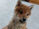 Disponibles à l’achat : deux chiots Shiba Inu fauves LOF