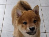 Disponibles à l’achat : deux chiots Shiba Inu fauves LOF