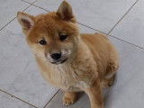 Disponibles à l’achat : deux chiots Shiba Inu fauves LOF
