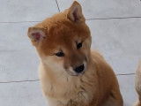Disponibles à l’achat : deux chiots Shiba Inu fauves LOF