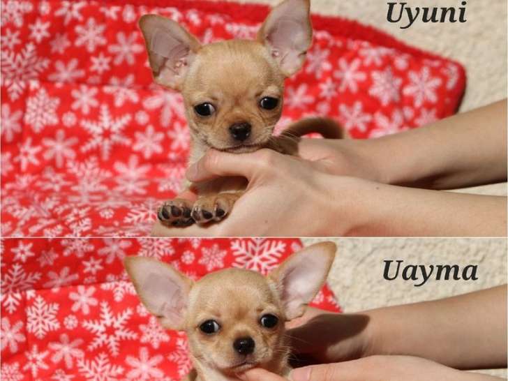 À vendre : deux chiots femelles Chihuahua LOF sable à poil court