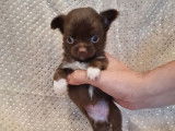 &Agrave; vendre : deux chiots femelles Chihuahuas LOF
