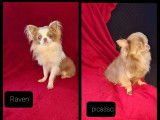 &Agrave; vendre : deux chiots femelles Chihuahuas LOF