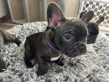 Femmel Bouledogue Français à vendre