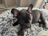 Femmel Bouledogue Français à vendre