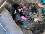 Femmel Bouledogue Français à vendre