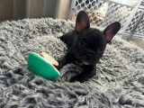 Femmel Bouledogue Français à vendre