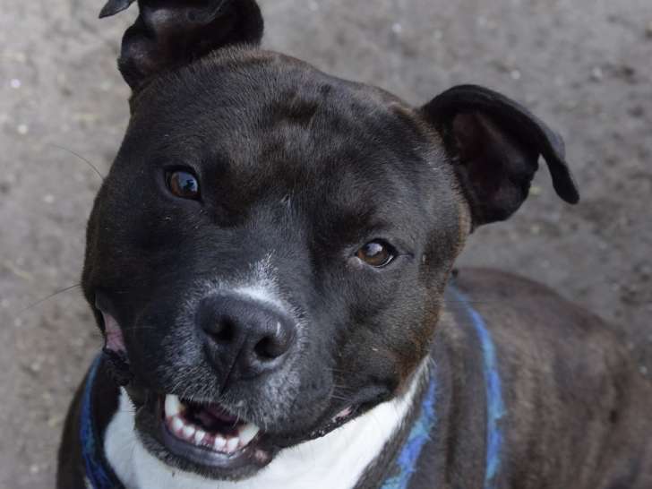 À donner : chien de 3 ans