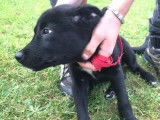 À céder : chiot mâle de 3 mois