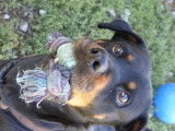 À donner : chienne de 10 ans