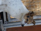 Chienne tricolore de 4 ans à donner