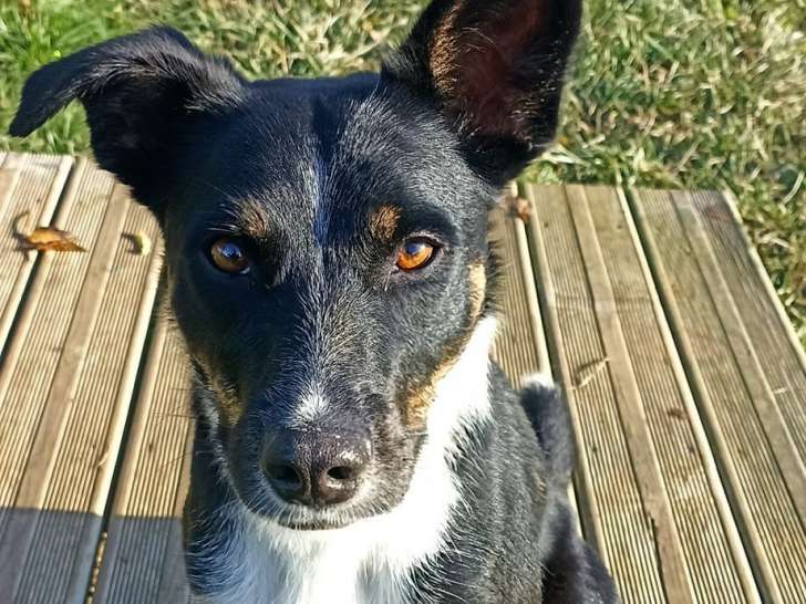 Chienne tricolore d’un an prête pour l’adoption