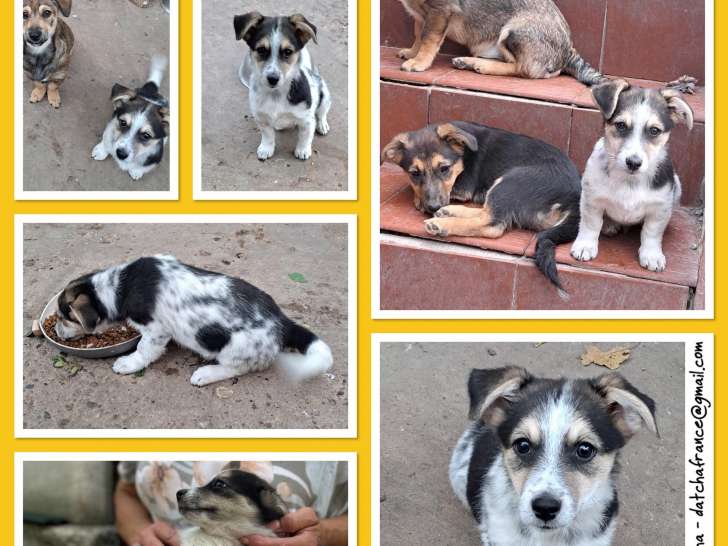 À donner : chiot mâle tricolore