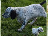 Trois chiots Setters Anglais LOF disponibles à la vente