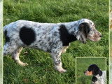 Trois chiots Setters Anglais LOF disponibles à la vente