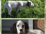 Trois chiots Setters Anglais LOF disponibles à la vente
