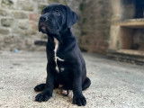 Chiots Cane Corso LOF &agrave; vendre
