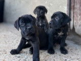 Chiots Cane Corso LOF &agrave; vendre