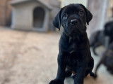Chiots Cane Corso LOF &agrave; vendre