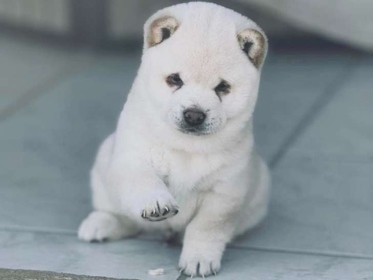 Mame Shiba ( shiba inu miniature ) parents import japon