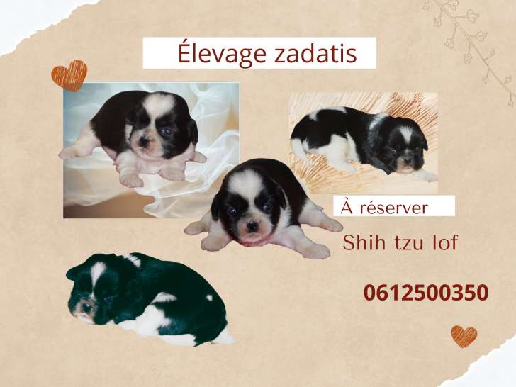 Magnifiques chiots Shih Tzu inscrits au LOF à vendre