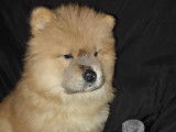 Chiots Chow Chow à vendre