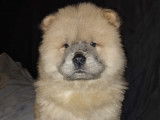 Chiots Chow Chow à vendre
