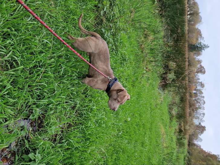 Chiot American Bully mâle