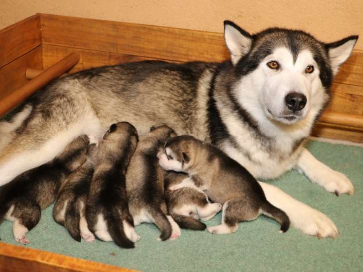 Rayha avec ses bébés.