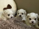 &Agrave; r&eacute;server : trois chiots Bichons Maltais LOF, d&rsquo;octobre 2023