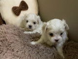 &Agrave; r&eacute;server : trois chiots Bichons Maltais LOF, d&rsquo;octobre 2023