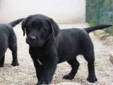 Trois chiots Labrador LOF &agrave; vendre